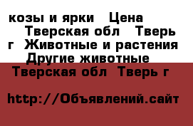 козы и ярки › Цена ­ 3 700 - Тверская обл., Тверь г. Животные и растения » Другие животные   . Тверская обл.,Тверь г.